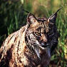 iberian lynx